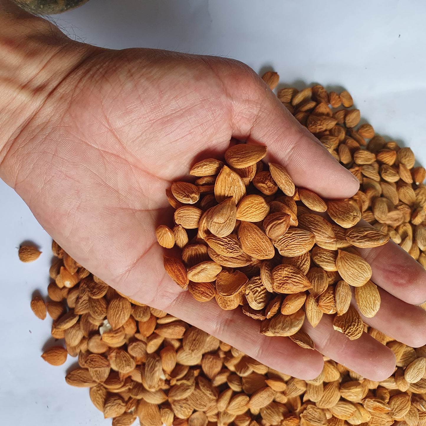 Premium Hunza Apricot Kernels | Organic Sweet & Bitter Apricot Seeds from Gilgit Baltistan