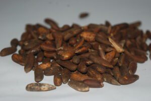 Pine nuts (chilghoza)